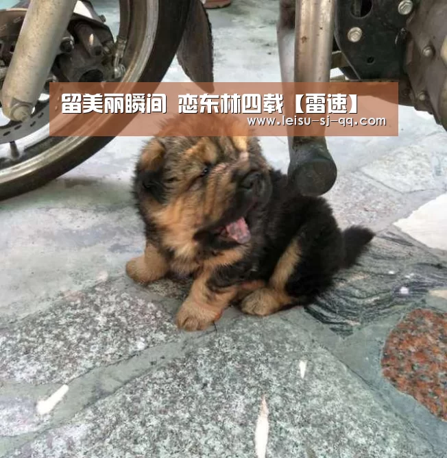 雷速体育比分直播